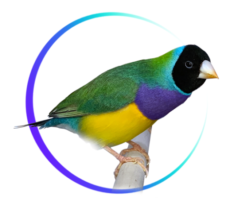 diamant-de-gould-lancolie